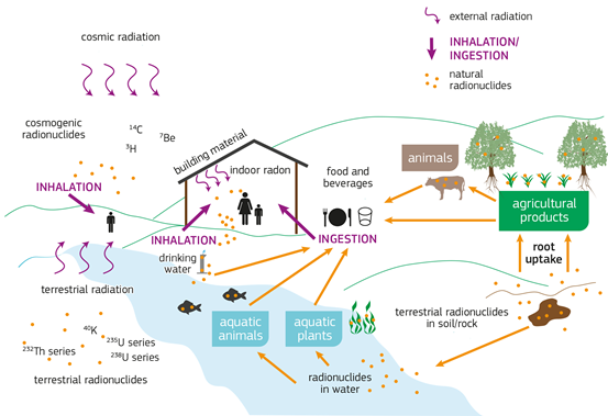Simplified pathways of natural radionuclides